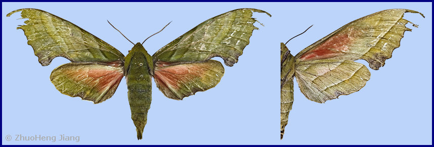 Female Rhodoprasina floralis (green form), Biebeng Township, Motuo/Metok/M�dog/Pemako County, Xizang/Tibet, China, 27.vi.2024. Photo: &copy; ZhuoHeng Jiang.