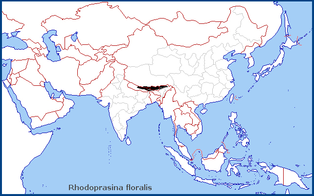 Global distribution of Rhodoprasina floralis. Map: &copy; Tony Pittaway.