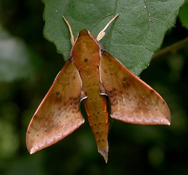Adult Rhagastis formosana, Taiwan. Photo: &copy; Felix Lin.