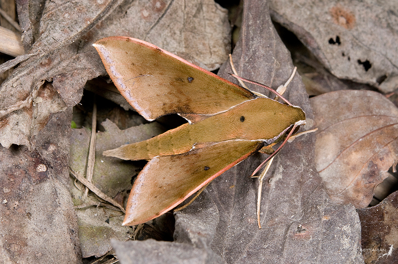 Adult Rhagastis formosana, Shanmei (800m), Chiayi Hsien, Taiwan. Photo: &copy; Shipher Wu.