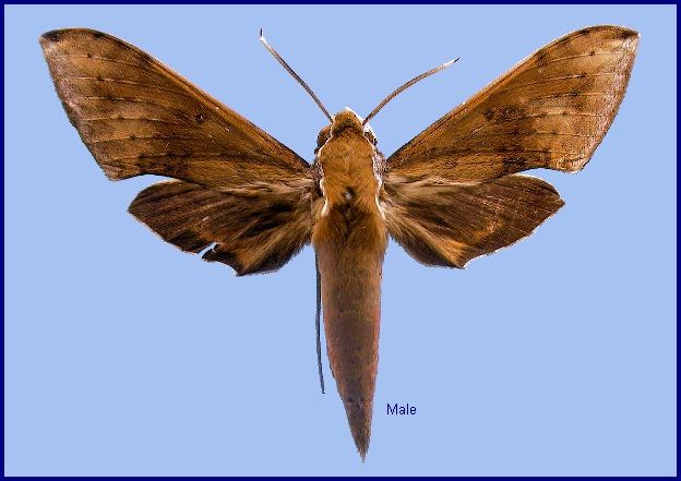 Male Rhagastis formosana. Photo: &copy; NHMUK