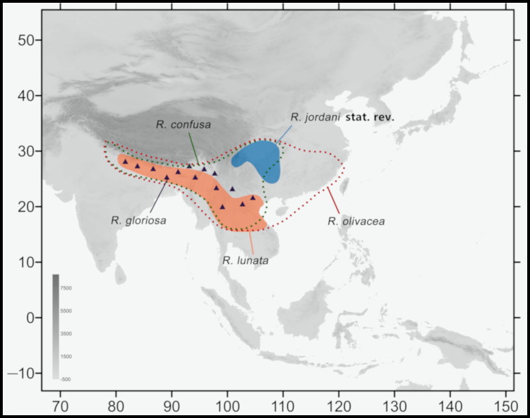 Global distribution of Rhagastis lunata. Map: &copy; Jiang et al., 2024.