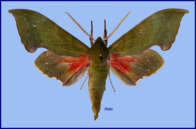 Male Rhodoprasina corolla, Songluohe, Daba Shan, Hubei, China. HOLOTYPE of Rhodoprasina mateji. Photo: &copy; Ronald Brechlin.
