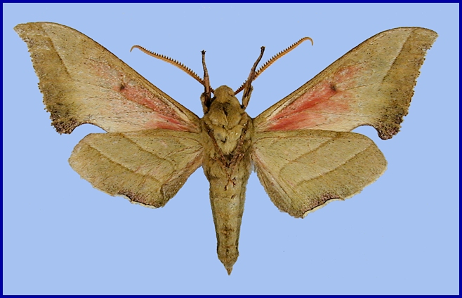 Male Rhodoprasina corolla (underside), Xinyi, Datian Ding, Yunwu Shan, Guangdong, China, 1600m, i.2007. HOLOTYPE of Rhodoprasina minoris. Photo: &copy; Ronald Brechlin.