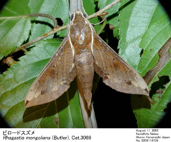 Resting Rhagastis mongoliana, Japan. Photo: &copy; Kenichiro Nakao.