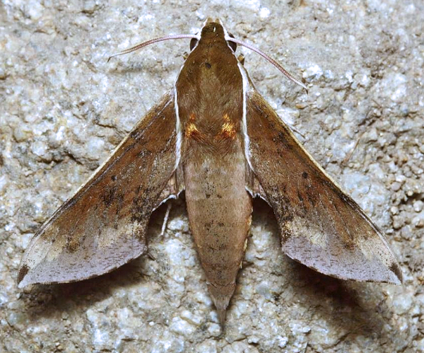 Male Rhagastis mongoliana, Andreevka, Khasan District, Primorskiy Krai, Russian Far East, 3.07.2014. Photo: &copy; Evgenij Komarov.
