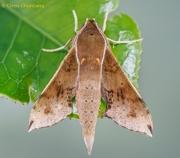 Adult Rhagastis mongoliana, Kuocang Mountain Nature Reserve, Zhejiang, China, 21.v.2015. Photo: &copy; Chen Chuntang.