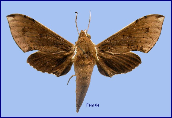 Female Rhagastis mongoliana. Photo: &copy; NHMUK