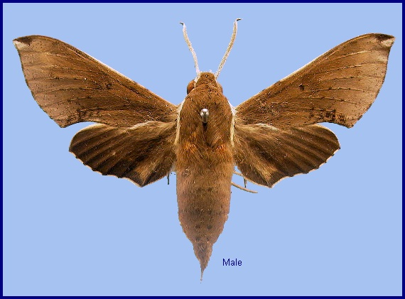 Male Rhagastis mongoliana. Photo: &copy; NHMUK