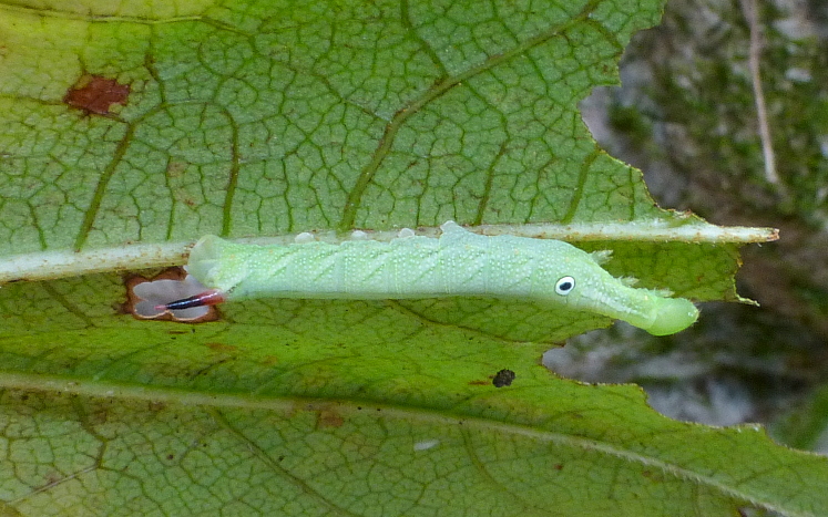 Third instar larvae of Rhagastis mongoliana, Jade Emperor Hill, West Lake, Hangzhou, Zhejiang, China, 11.ix.2016. Photo: &copy; Tony Pittaway.