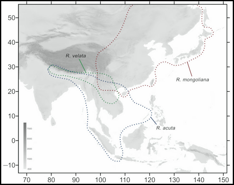 Global distribution of Rhagastis acuta. Map: &copy; Jiang et al., 2024.