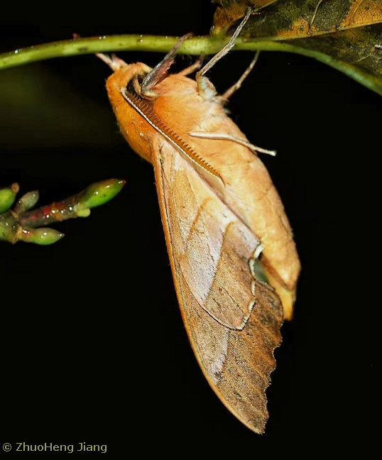 Male Rhodoprasina nanlingensis (underside), Sanming, Fujian, China, xi.2025. Photo: &copy; ZhuoHeng Jiang.