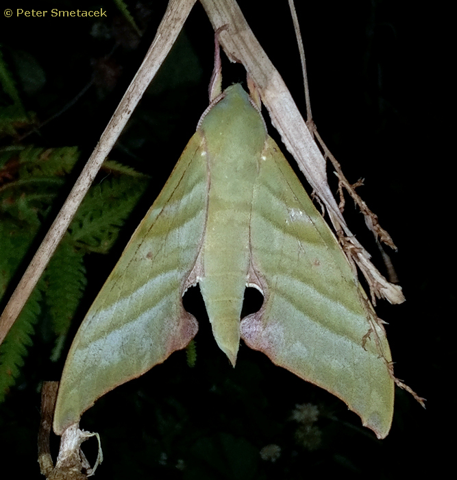 Male Rhodoprasina floralis (green form), Mishmi Hills, Arunachal Pradesh, India, 2300m, 28.16.47N 95.54.44E, 12.xi.2020. Photo: &copy; Peter Smetacek.