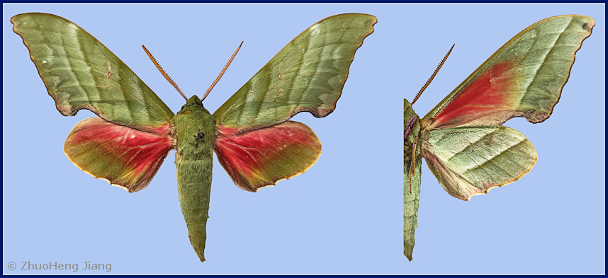 Male Rhodoprasina nenulfascia, Nyingchi/Linzhi, Xizang/Tibet, China. Photo: &copy; Zhuo-Heng Jiang.