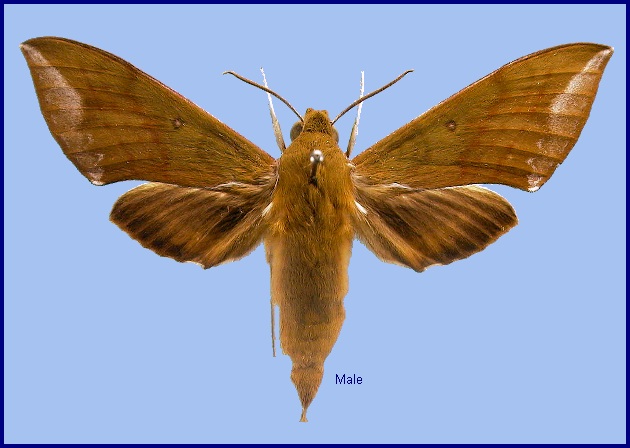 Male Rhagastis olivacea. Photo: &copy; NHMUK