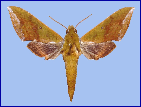 Fresh male Rhagastis olivacea, Thailand. Photo: &copy; Adam Cotton
