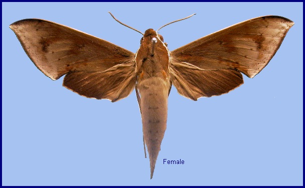 Female Rhagastis rubetra. Photo: &copy; NHMUK