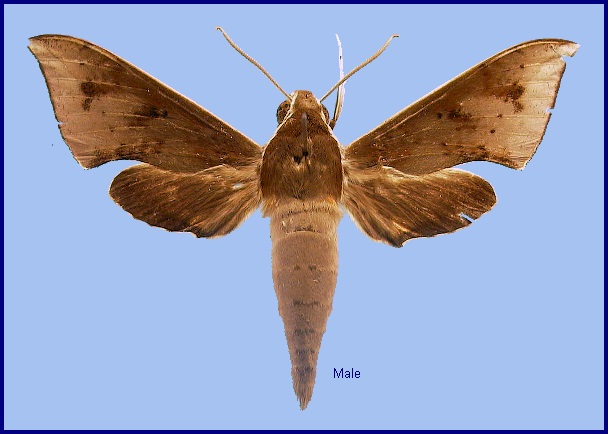Male Rhagastis rubetra. Photo: &copy; NHMUK
