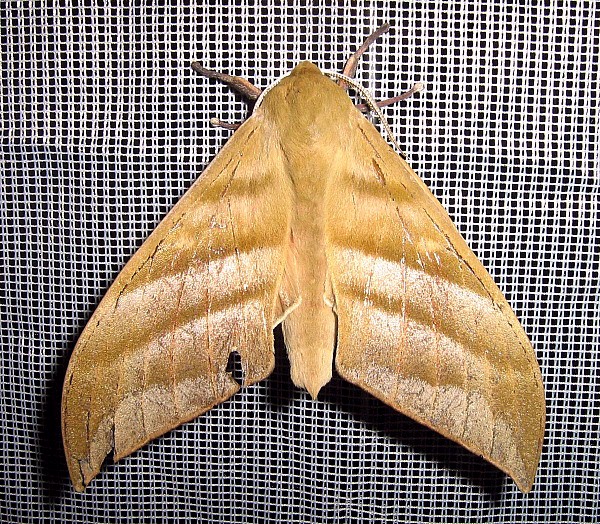 Faded adult Rhodambulyx schnitzleri, Doi Pha Hom Pok, Chiang Mai, Thailand, 20.ii.2007, 2100m. Photo: &copy; Thomas Ihle.