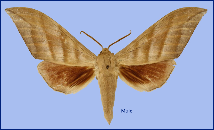 Male Rhodambulyx schnitzleri, Doi Inthanon, Chiang Mai, Thailand. Photo: &copy; NHMUK