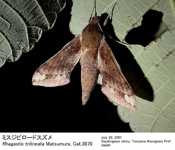 Resting Rhagastis trilineata, Japan. Photo: &copy; Kenichiro Nakao.