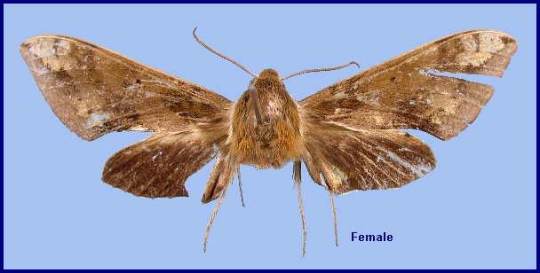 Female Rhagastis trilineata. Photo: &copy; NHMUK