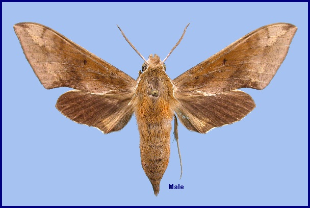 Male Rhagastis trilineata. Photo: &copy; NHMUK