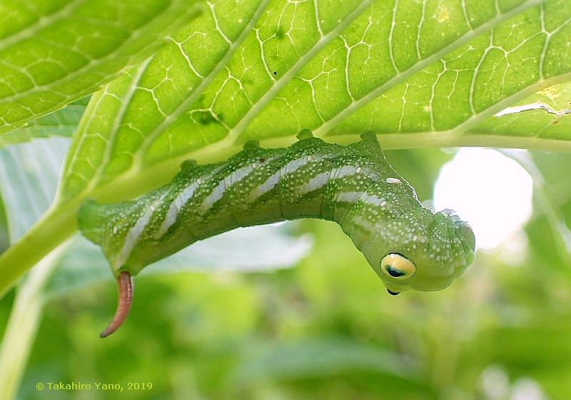 Final instar larva of Rhagastis trilineata on Hydrangea macrophylla, Agano, Saitama, Honshu, Japan, 800m, 14.ix.2019. Photo: &copy; Takahiro Yano, 2019.