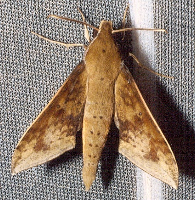 Adult Rhagastis velata, Thailand. Photo: &copy; Ian Kitching