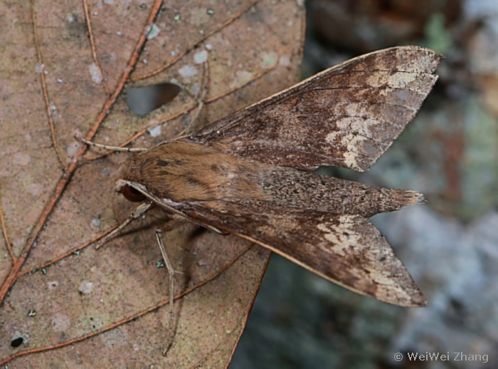 Adult Rhagastis velata, Xishuangbanna, Yunnan, China. Photo: &copy; WeiWei Zhang.