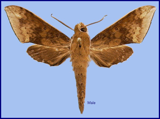 Male Rhagastis velata. Photo: &copy; NHMUK