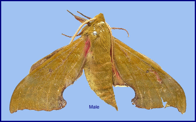 Male Rhodoprasina corolla (faded), Yaojiaping, Liuku/Lushui, Yunnan, China. Photo: &copy; Tony Pittaway, leg. Southwest Forestry College, Kunming.