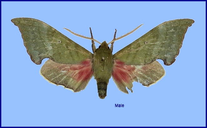 Male Rhodoprasina corolla, Sa Pa, Mt. Fan Si Pan, Vietnam. Photo: &copy; The Trustees of the Natural History Museum, London (NHMUK).