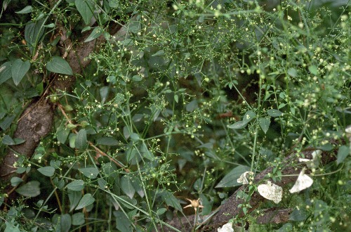 Rubia cordifolia, Beijing, China. Photo: &copy; Tony Pittaway.