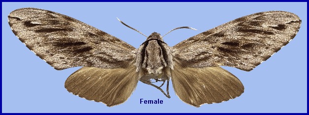 Female Hyloicus crassistriga, Hokkaido, Japan. Photo: &copy; NHMUK