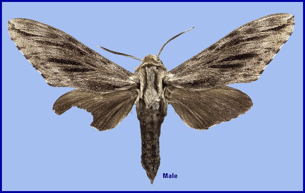 Male Hyloicus crassistriga, Hokkaido, Japan. Photo: &copy; NHMUK