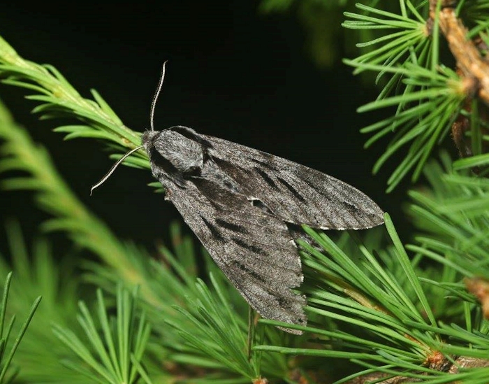 Male Hyloicus morio arestus, Russian Altai, vi.2015. Photo: &copy; Svyatoslav Knyazev.