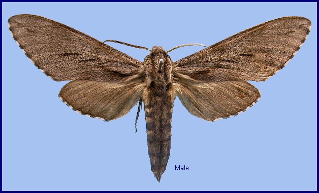 Male Hyloicus morio arestus. Photo: &copy; NHMUK