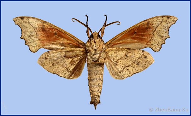 Male Smerinthulus baonganae (underside), Ya'an, Sichuan, China. Photo: &copy; Xu ZhenBang.