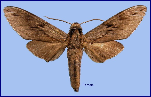 Female Hyloicus centrovietnama. Photo: &copy; NHMUK