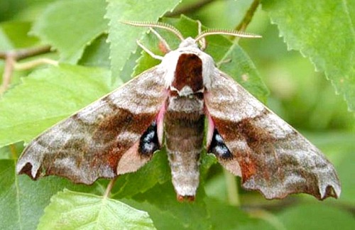 Male Smerinthus caecus, Transbaikalia, Russia. Photo: &copy; Oleg Korsun