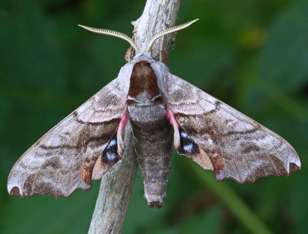 Alarmed male Smerinthus caecus, Kravtsovka, Khasan District, Primorskiy Krai, Russian Far East, 1.vii.2014. Photo: &copy; Evgenij Komarov.