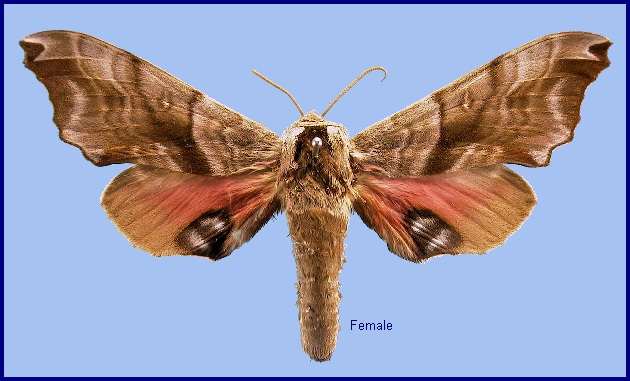 Female Smerinthus caecus. Photo: &copy; NHMUK