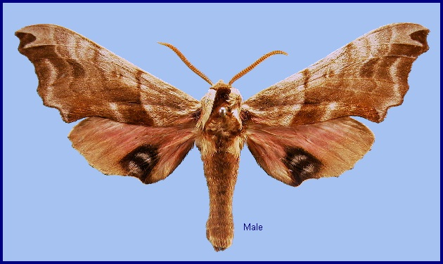 Male Smerinthus caecus. Photo: &copy; NHMUK