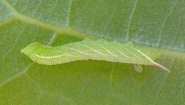 Second instar larva of Smerinthus caecus, Siberia, Russia. Photo: &copy; Tony Pittaway.