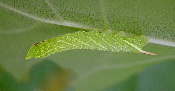 Third instar larva of Smerinthus caecus, Siberia, Russia. Photo: &copy; Tony Pittaway.