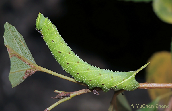 Fourth instar spotted green form larva of Smerinthus caecus, Shentangyu Natural Scenic Area, Huairou County, Beijing, China. Photo: &copy; Zhang YuChen, 2023.