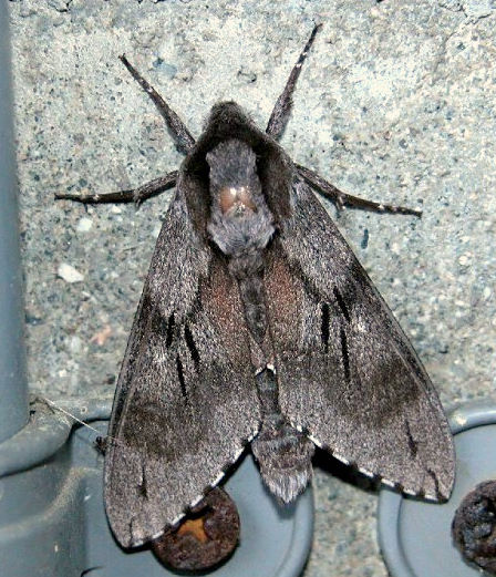 Resting Hyloicus caligineus caligineus, Japan. Photo: &copy; Osamu Fukuda.