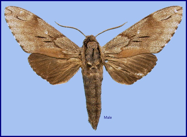 Male Hyloicus caligineus caligineus. Photo: &copy; NHMUK