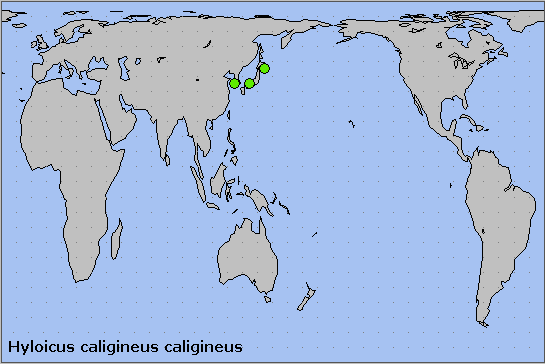 Global distribution of Hyloicus caligineus caligineus. Map: &copy; NHMUK.